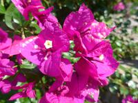 Italien, Bougainvilla