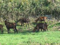 Italien, Amalfiküste, Götterweg, neapolitanische Ziegen