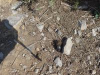 Italien, Amalfiküste, Götterweg, Mistkäfer