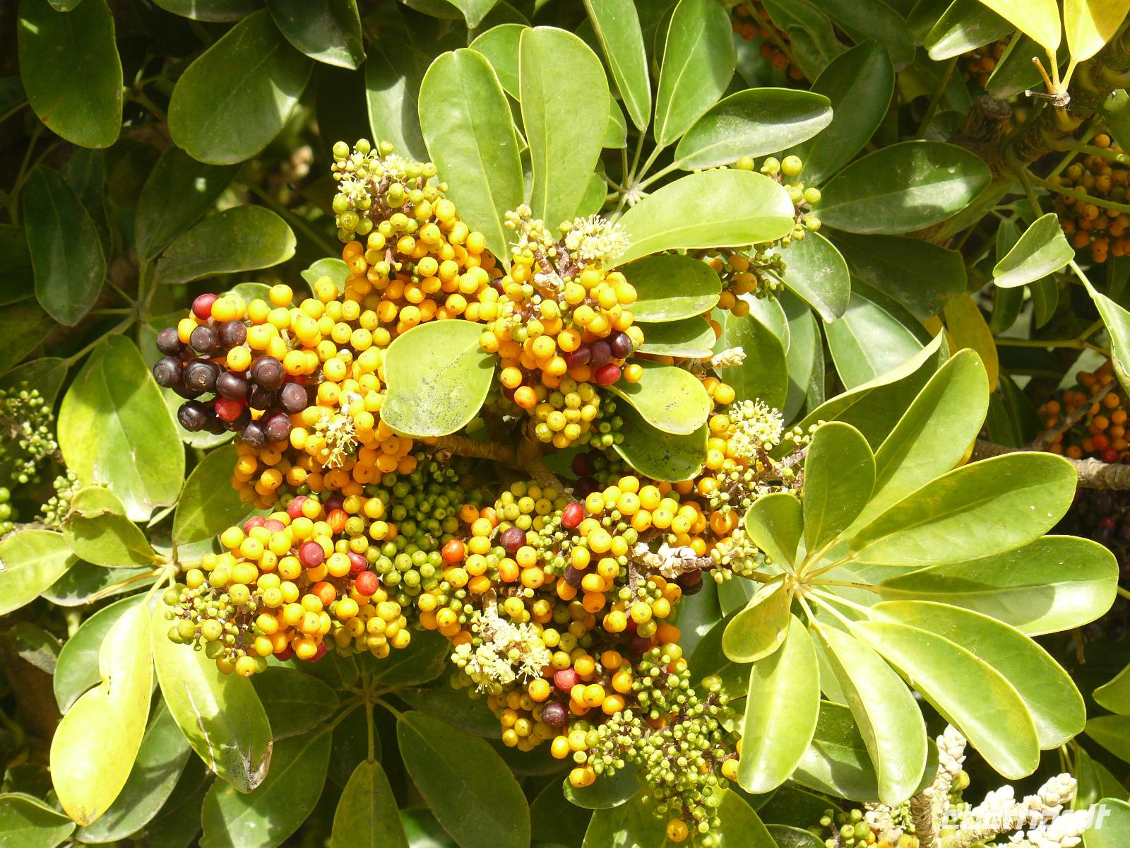 Sestri Levante Herbst 17
