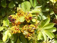 Sestri Levante Herbst 17