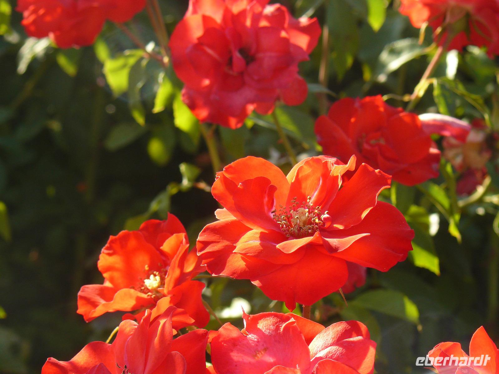 Herbst in Sestri Levante 1
