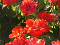 Herbst in Sestri Levante 1