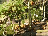 Ravello im Oktober 12