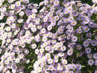 Villa Cimbrone im Oktober 7