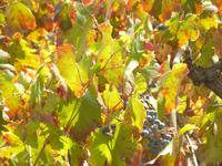 Ravello im Oktober 24