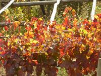 Pfad der Götter: Sentiero degli Dei im Oktober 4