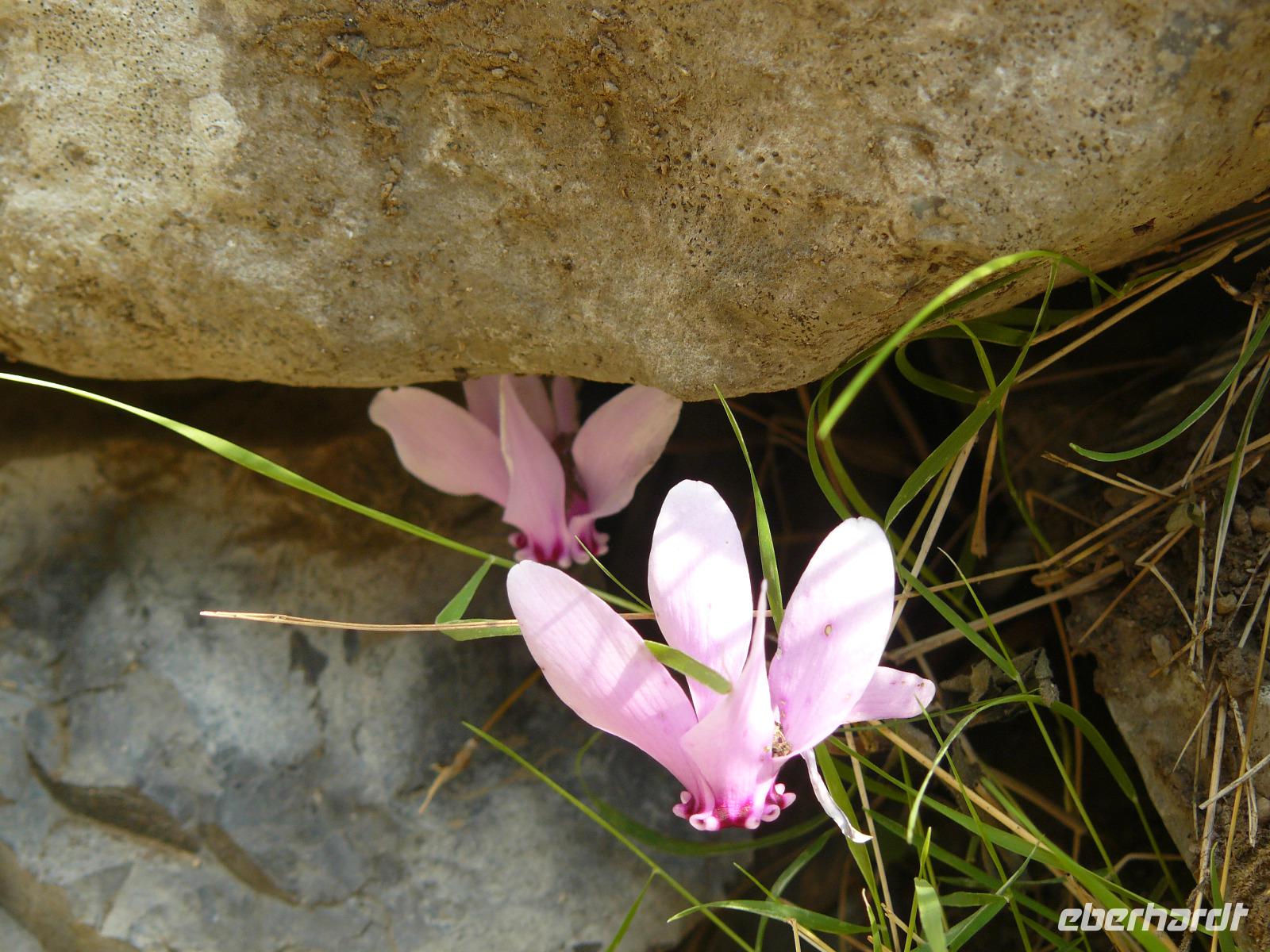 Blüte im Oktober bei Amalfi 1