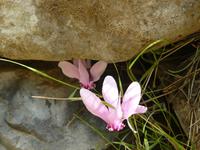 Blüte im Oktober bei Amalfi 1