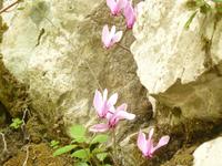 Blüte im Oktober bei Amalfi 2