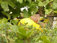 Valle delle Ferriere 1