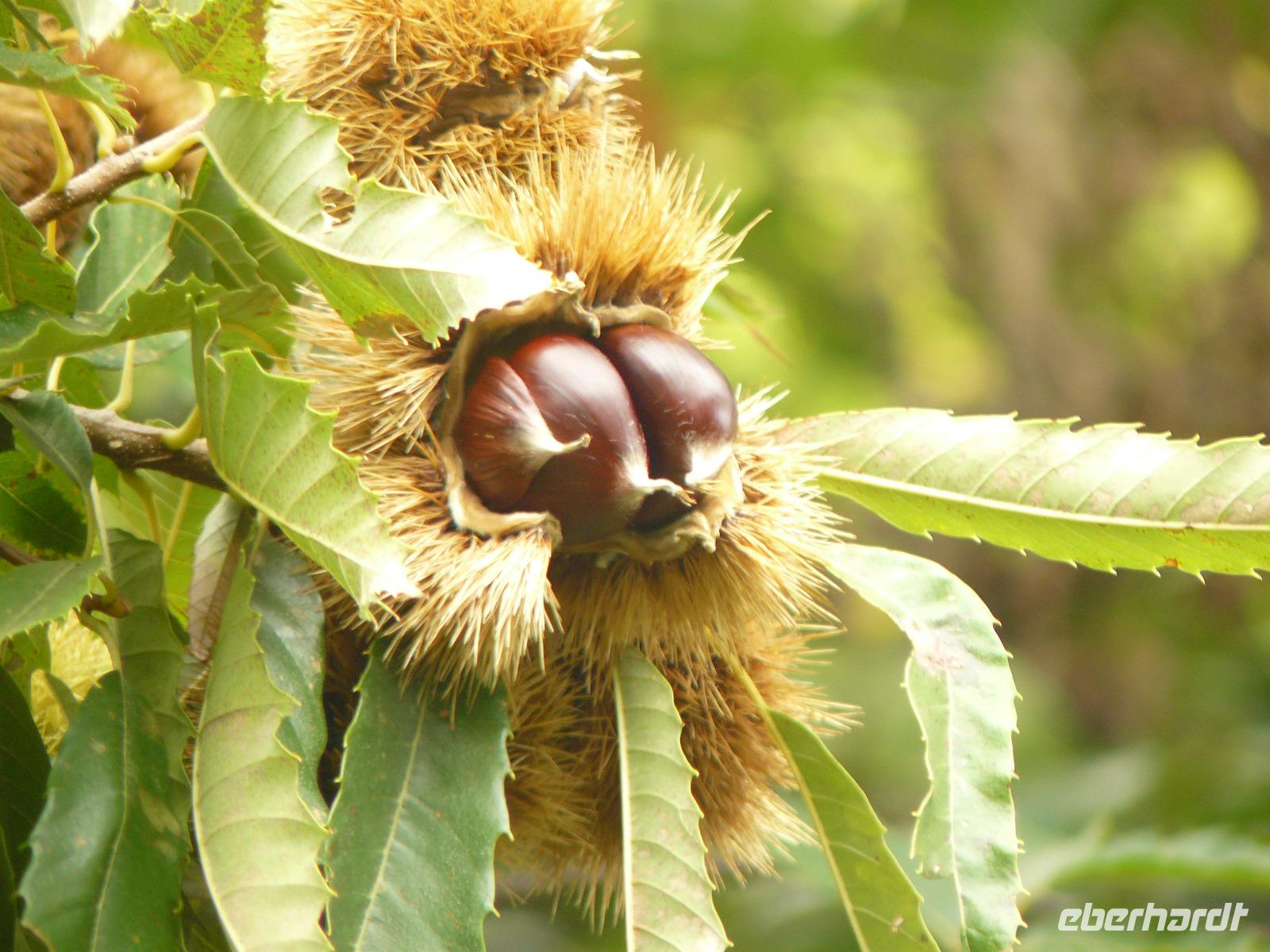 Valle delle Ferriere 7