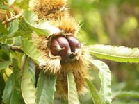 Valle delle Ferriere 7