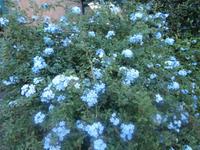 Nichtkatholischer Friedhof Rom