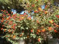 Nichtkatholischer Friedhof Rom