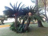 Vatikanische Gärten