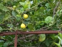 Zitronen an Silvester