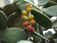 Opuntia an Silvester auf Procida