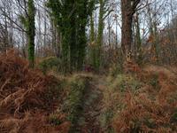 Wanderung Monte Epomeo 1