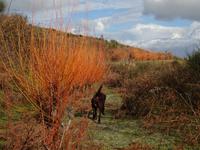 Wanderung Monte Epomeo bellender Wegbegleiter