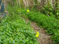 Wanderung Piano Liguori 10