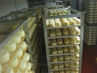 IMG_9116 Schaukäsere 