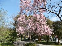 Lago Maggiore Isola Bella Magnolien