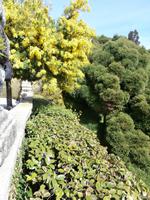 Lago Maggiore Isola Bella