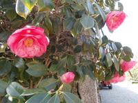 Lago Maggiore Isola Bella Kamelien