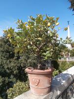 Lago Maggiore Isola Bella