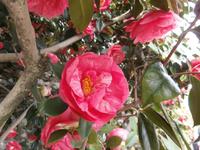 Lago Maggiore Isola Madre Kamelien