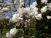 Lago Maggiore Isola Madre Magnolien