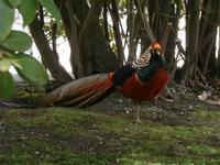 Lago Maggiore Fasane
