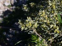 Valle delle Ferriere 12