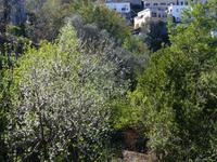 Valle delle Ferriere 23
