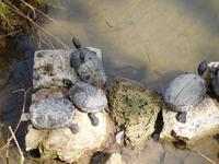 Heller-Garden-Bewohner