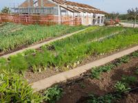 Italien, Paestum, Vannulo