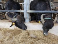 Italien, Paestum, Vannulo