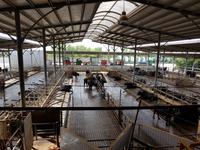 Italien, Paestum, Vannulo