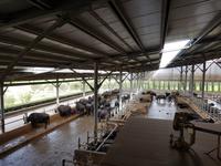 Italien, Paestum, Vannulo