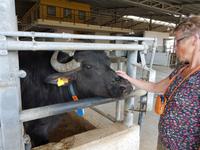 Italien, Paestum, Vannulo