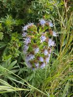 Italien, Capri, blauer Natternkopf