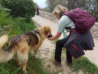 Italien, Wanderhund