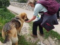 Italien, Wanderhund