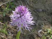 Italien, Wanderung Santa Maria nach Agropoli