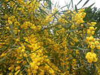 Italien, Wanderung Marina di Camerote zum Porto deigli Infreschi, Akazienmimose
