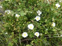 Italien, Wanderung Marina di Camerote zum Porto deigli Infreschi, Zistrosen