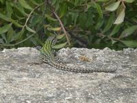 Italien, Wanderung Marina di Camerote zum Porto deigli Infreschi