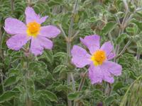 Italien, Wanderung Marina di Camerote zum Porto deigli Infreschi, Zistrosen