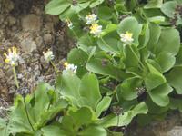 Italien, Wanderung Marina di Camerote zum Porto deigli Infreschi, Pallinuro Primel